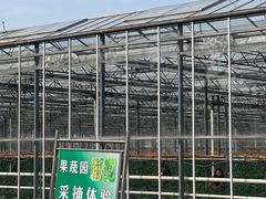 -苏州太湖西山岛开心农场