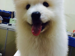 iphone_upload_pic-宠物星动物医院·眼科·异宠·猫专科中心(江南大道总院)