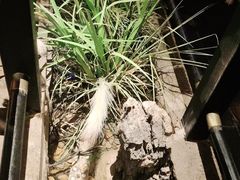 -绿茶餐厅(昆明世纪金源店)