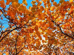 -北京西山国家森林公园