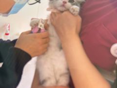 -美联众合动物医院·24h京西诊疗中心