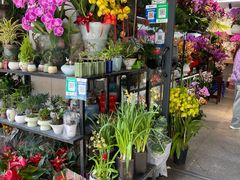 -溪岸路花鸟市场