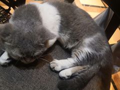 -猫色咖啡·猫咖