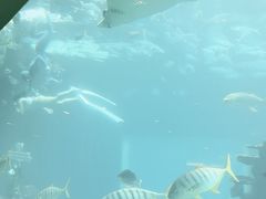 -海棠湾洲际-涛·海底餐厅·美人鱼·自助餐·海底隧道