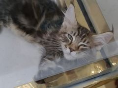 -糯米喵星人总部直营旗舰店·猫舍·幼猫出售