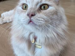 -唐小姐の私宠·宠物洗护美容·撸猫馆·购宠(周浦万达旗舰店)