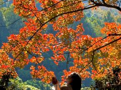 -田野绿世界