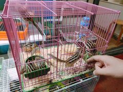 -万商花鸟市场