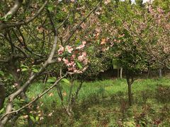 -昆山城市生态森林公园