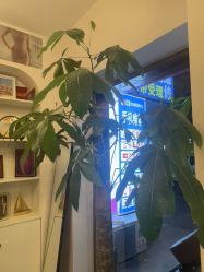 -金美秀瘦身养生