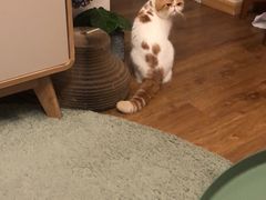 -十年猫舍·猫咪专门店(普陀店)