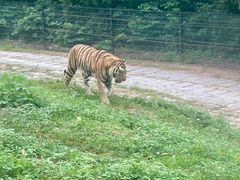 -深圳野生动物园