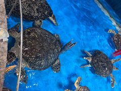 -泉城欧乐堡海洋极地世界