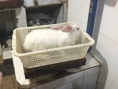 -东吴霸王兔(松青路店)
