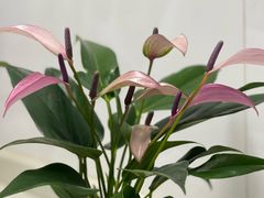 -双季花艺园艺市场(浦东店)