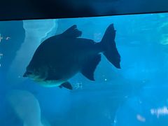 -烟台海昌鲸鲨海洋公园