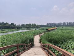 -白洋淀景区