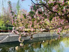 -海棠花溪(元大都城垣遗址公园)