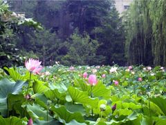 -莲湖公园