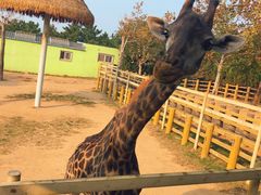 -西霞口神雕山野生动物世界