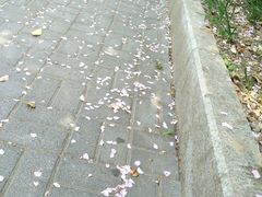 -水丰路鸡蛋饼