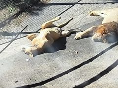 -大连森林动物园