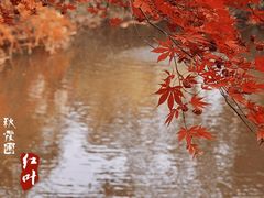 -秋霞圃