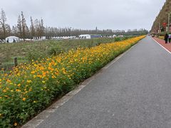 -上海长兴岛郊野公园