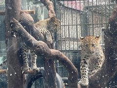 -深圳野生动物园
