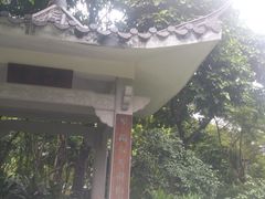 -金花茶公园