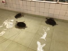 -广东惠东海龟国家级自然保护区