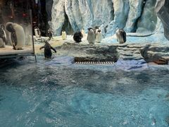 -帝企鹅自助餐厅•儿童岛•真企鹅(长隆企鹅酒店)