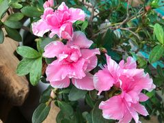 -小茶闲舍·观景商务茶馆(广州塔店)