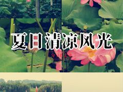 -洪湖生态旅游区