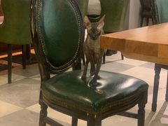 -猫小院猫主题餐厅(三里屯店)