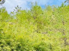 -神光山国家森林公园