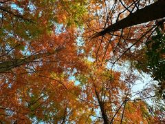 -白鹭湾湿地公园