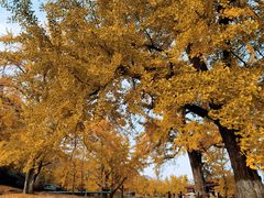 -千年银杏谷文化旅游区