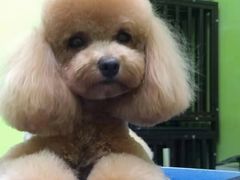 -沐沐家宠物(成寿寺店)