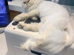 -御宝贝·A梦猫科宠物医院(国际猫友好医院)