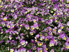 -徐家汇源景区-衡山公园