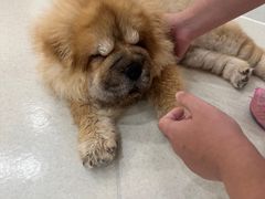 -共舞时光猫咖·狗咖(新街口店)