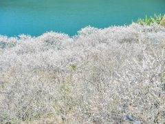 -广州市流溪河国家森林公园