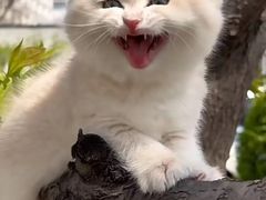 -欣宠猫屋·矮脚拿破仑·蓝金金渐层