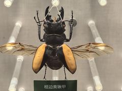 -国家自然博物馆