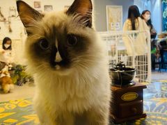 -平行世界·猫咖(首经贸店)