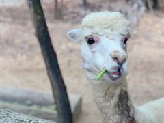 -清迈夜间动物园