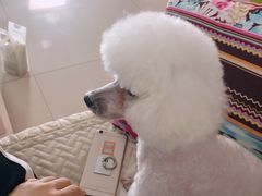 -宠福鑫康馨动物医院·骨科·眼科