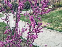 -东营·森林乐园