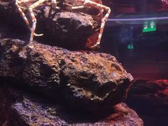 -暹罗海洋世界